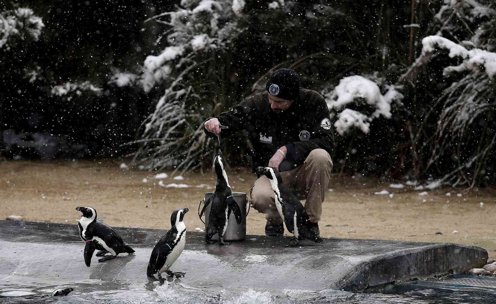 (Özel) Bursa’da kar altında penguenlerin beslenme saati Bursa Hayvanat Bahçesi’nde soğuğu seven hayvanlar mart ayında yağan karın keyfini çıkarıyor. Kar yağışına aldırış etmeden görevliler tarafından ...