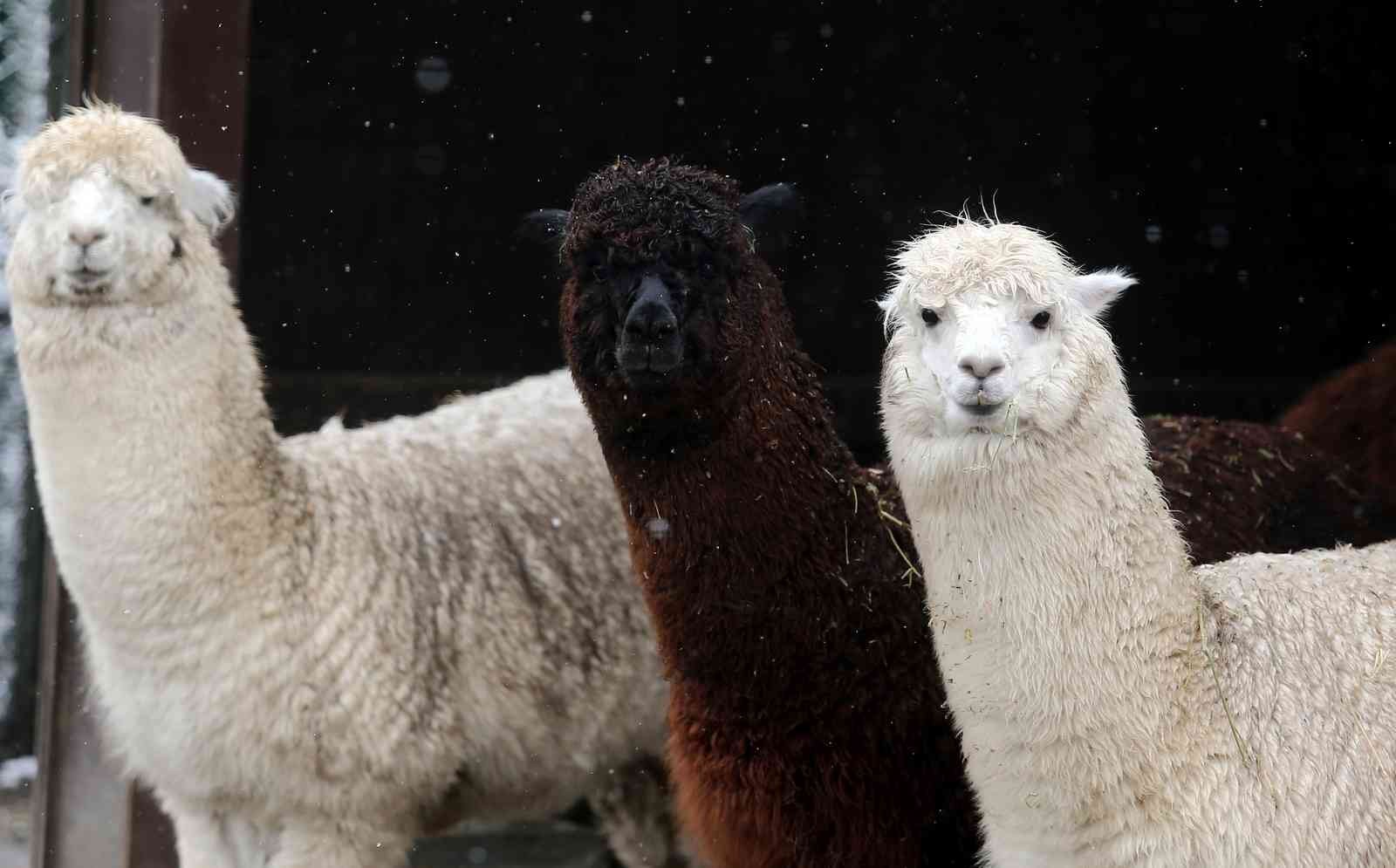 (Özel) Bursa’da kar altında penguenlerin beslenme saati Bursa Hayvanat Bahçesi’nde soğuğu seven hayvanlar mart ayında yağan karın keyfini çıkarıyor. Kar yağışına aldırış etmeden görevliler tarafından ...