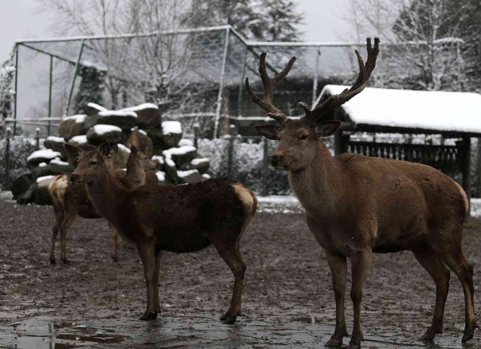 (Özel) Bursa’da kar altında penguenlerin beslenme saati Bursa Hayvanat Bahçesi’nde soğuğu seven hayvanlar mart ayında yağan karın keyfini çıkarıyor. Kar yağışına aldırış etmeden görevliler tarafından ...