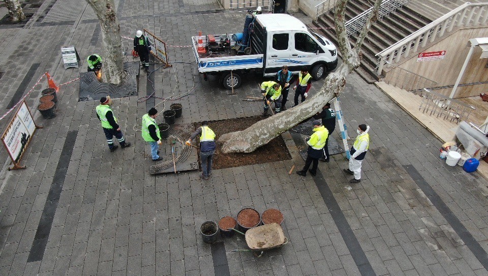 Pendik’te yarım asırlık çınar ağaçlarına baştan aşağı bakım Pendik Belediyesi ekipleri, yarım asırlık çınar ağaçlarının bakımlarına bu yıl yeniden başladı. Belediye ekipleri, yaklaşık 242 ağacın çürük ...