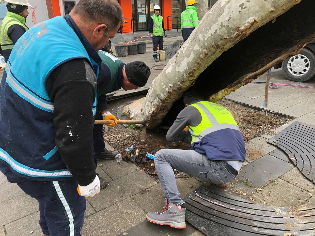 Pendik’te yarım asırlık çınar ağaçlarına baştan aşağı bakım Pendik Belediyesi ekipleri, yarım asırlık çınar ağaçlarının bakımlarına bu yıl yeniden başladı. Belediye ekipleri, yaklaşık 242 ağacın çürük ...