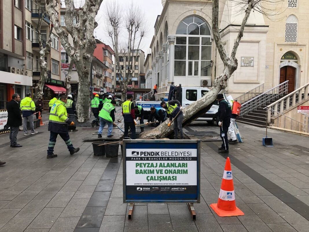 pendikte-yarim-asirlik-cinar-agaclarina-bastan-asagi-bakim-kM2mkRC8.jpg