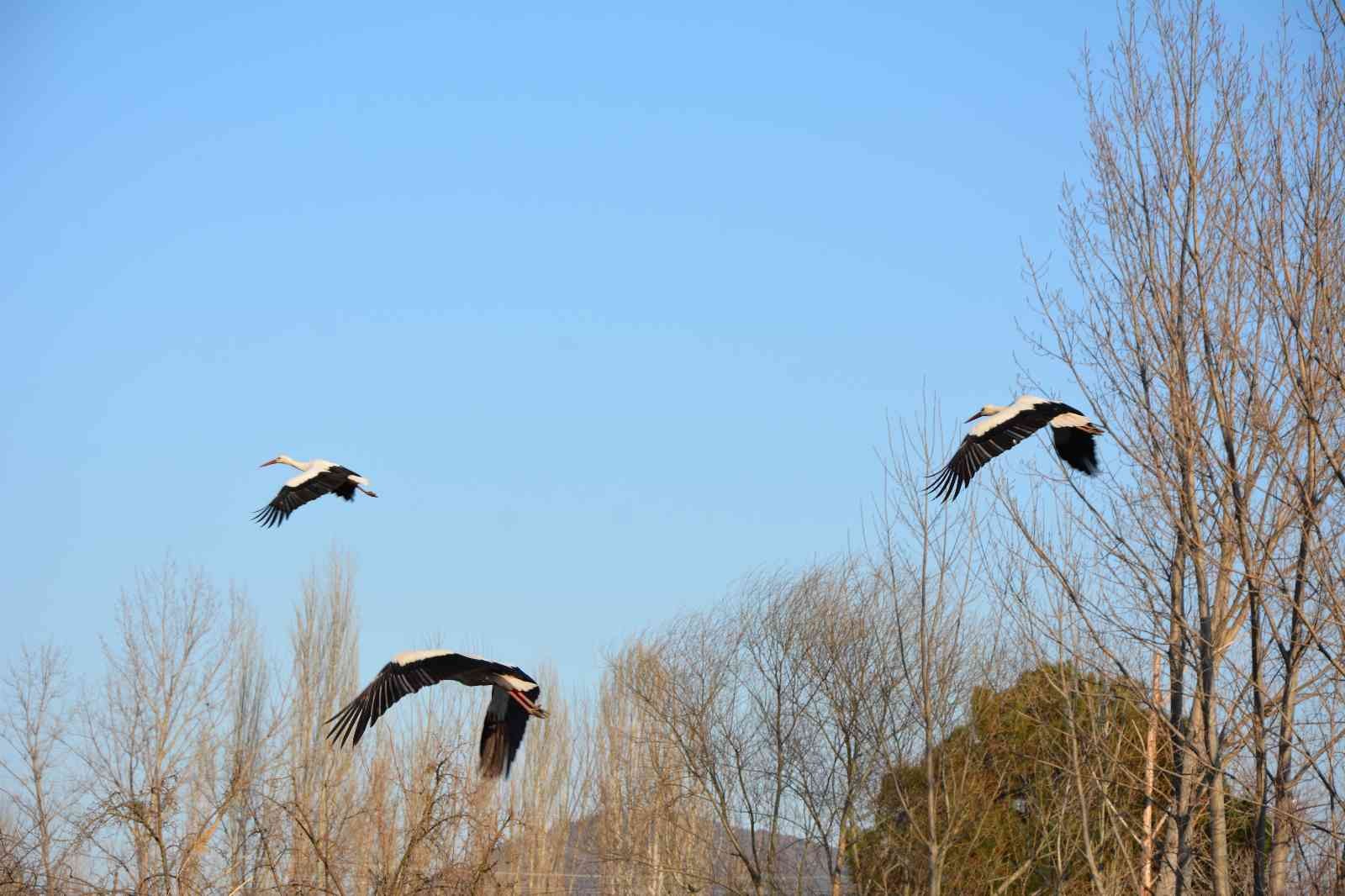 Soğuktan etkilenen leyleklere belediye ve veteriner kontrolü Balıkesir’in Sındırgı ilçesinde, leylekler Sındırgı Belediyesi tarafından takip ediliyor. Sındırgı Kocakonak Mahallesi panayır yerinde Sındırgı ...