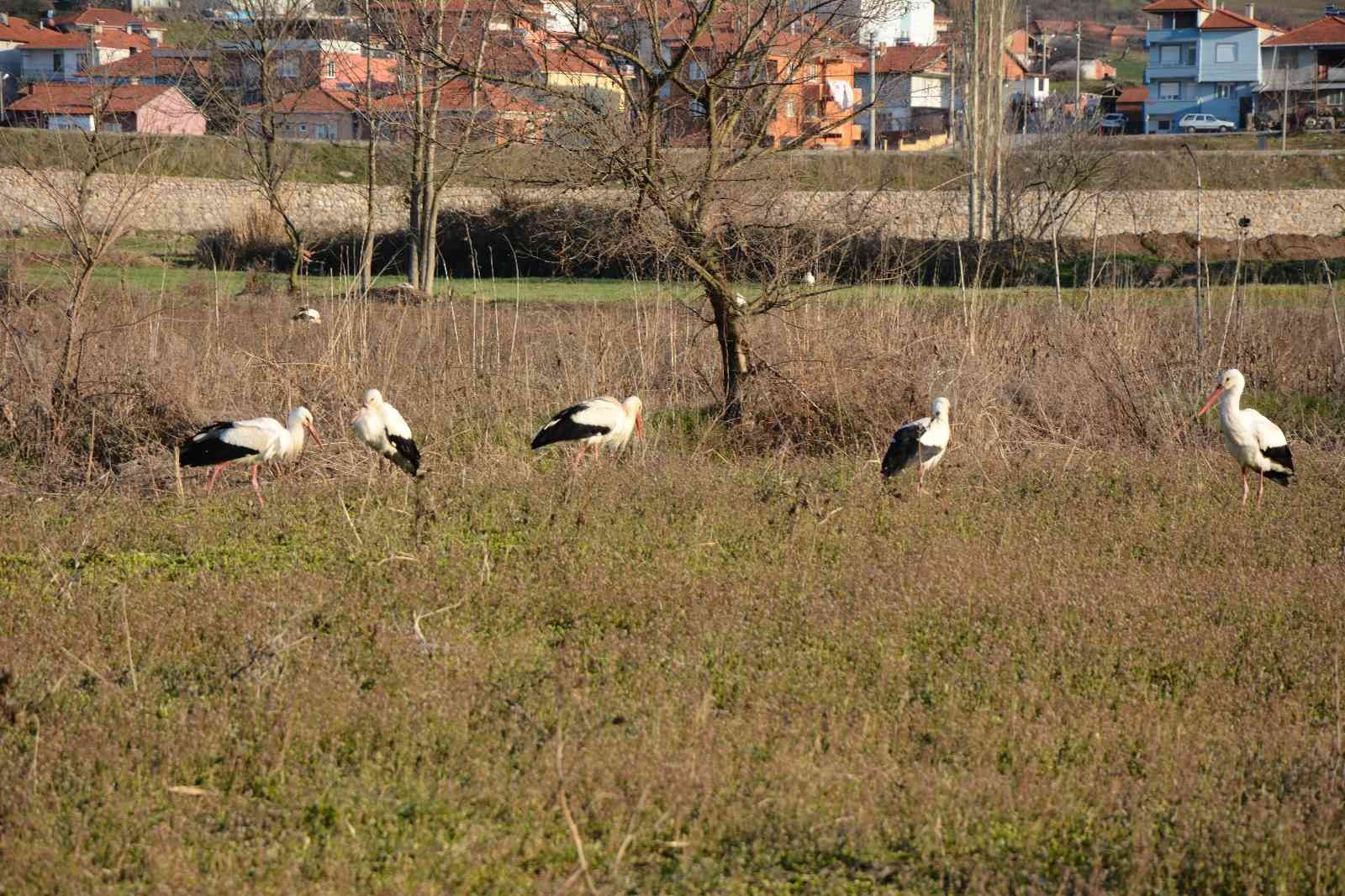 Soğuktan etkilenen leyleklere belediye ve veteriner kontrolü Balıkesir’in Sındırgı ilçesinde, leylekler Sındırgı Belediyesi tarafından takip ediliyor. Sındırgı Kocakonak Mahallesi panayır yerinde Sındırgı ...