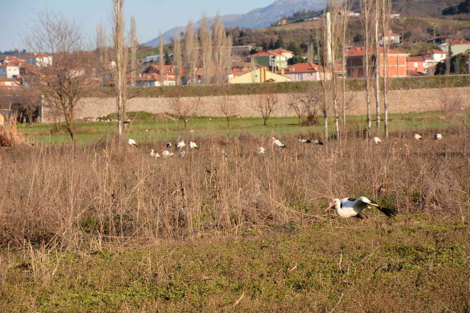 Soğuktan etkilenen leyleklere belediye ve veteriner kontrolü Balıkesir’in Sındırgı ilçesinde, leylekler Sındırgı Belediyesi tarafından takip ediliyor. Sındırgı Kocakonak Mahallesi panayır yerinde Sındırgı ...