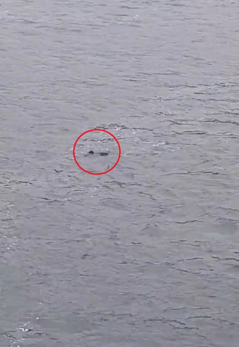 Ukrayna’dan ailesinin yanına gelen Türk öğrenci feribottan denize atlayarak hayatını kaybetti Ukrayna’da okuyan ve Çanakkale’ye ailesinin yanına gelen genç, Çanakkale Boğazı’nda feribottan denize atlayarak hayatını kaybetti. Çanakkale’den ...