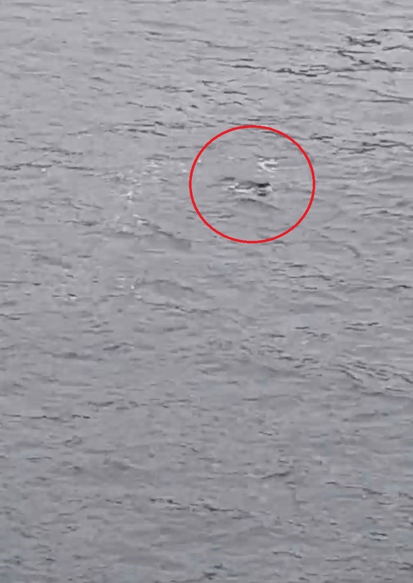 Ukrayna’dan ailesinin yanına gelen Türk öğrenci feribottan denize atlayarak hayatını kaybetti Ukrayna’da okuyan ve Çanakkale’ye ailesinin yanına gelen genç, Çanakkale Boğazı’nda feribottan denize atlayarak hayatını kaybetti. Çanakkale’den ...