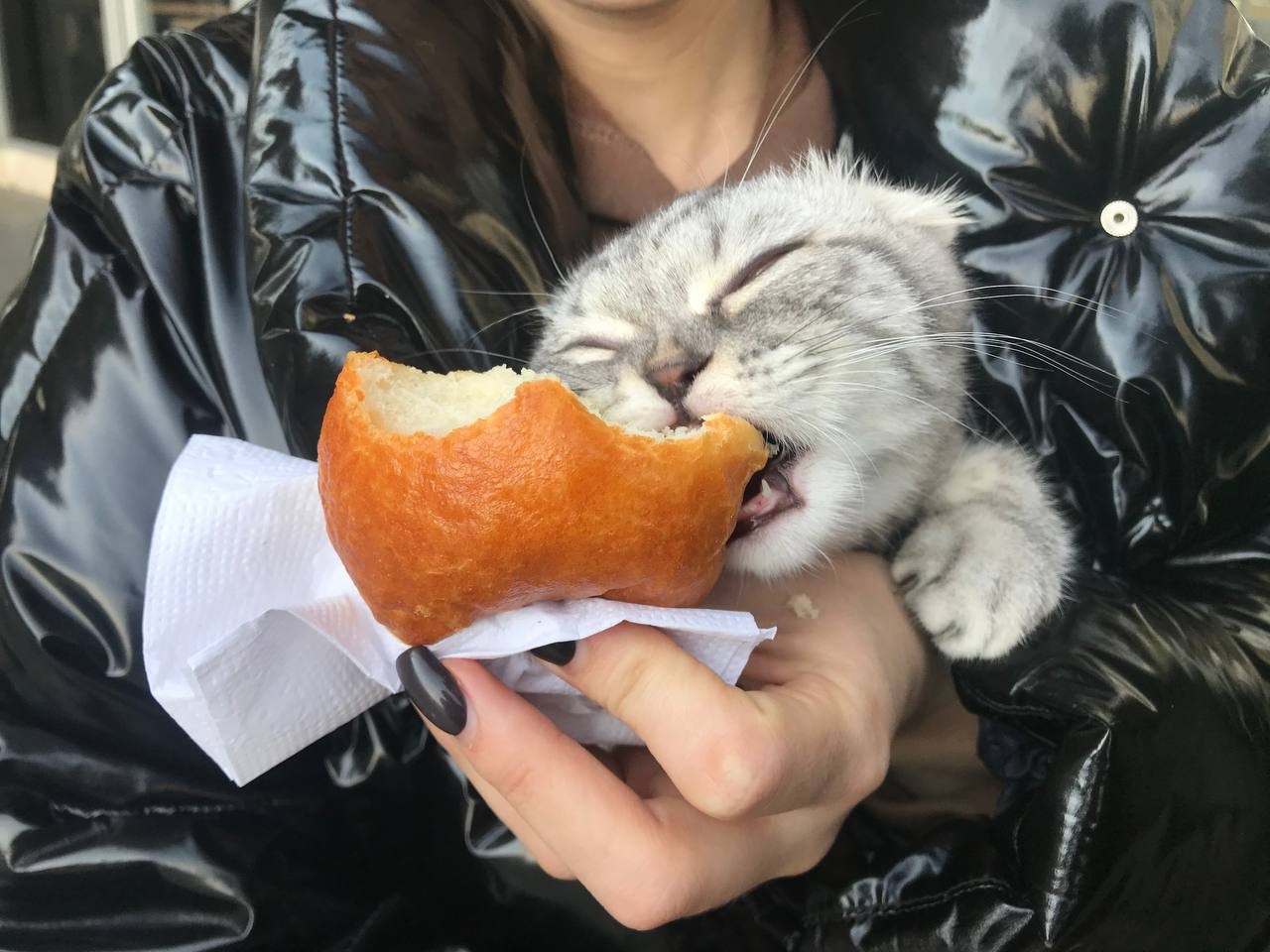 Ukrayna’dan kedisiyle birlikte geldi Ukrayna’dan otobüs ile günler süren yolculuğun ardından Türkiye’ye gelen Şamhal Tahirli, kedisini de yanında getirdi. Sahibiyle Türkiye’ye gelen ...