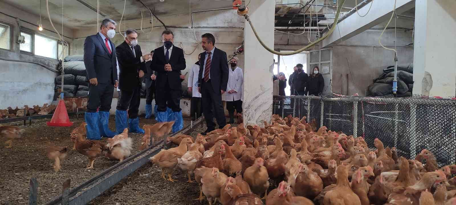 Üniversiteli köy tavukları Bursa Uludağ Üniversitesi Hastavuk’la işbirliği yaparak köy tavuğu üretimine başladı. Dünya’da tavuk eti tüketimi bakımından 10’uncu sırada olan ...