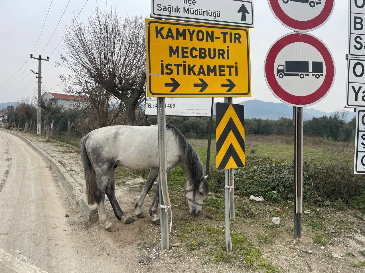 Yol ortasında ağaca bağlı atı görenler şoke oldu Bursa’nın İznik ilçesinde yol ortasında bağlanan atı görenler şok oldu. Bursa’da insanı şoke eden görüntüler İznik ilçesinde kaydedildi. İznik ...