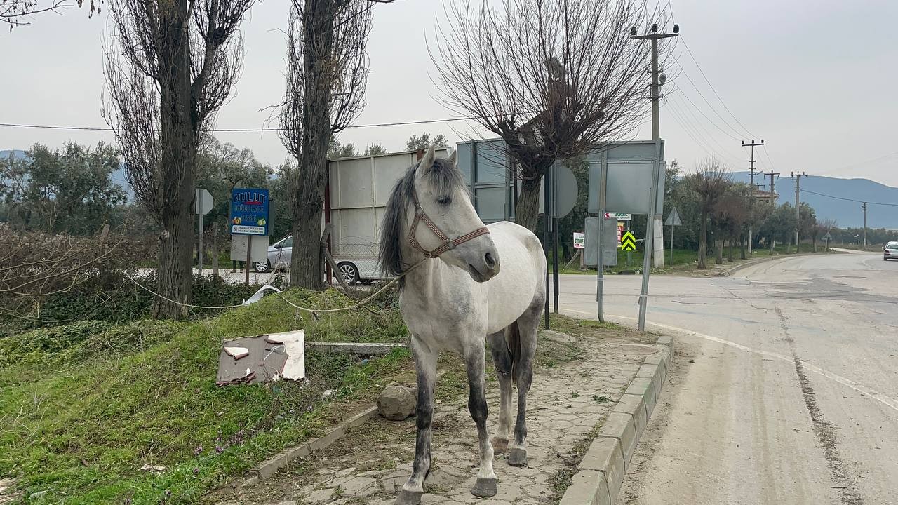 Yol ortasında ağaca bağlı atı görenler şoke oldu Bursa’nın İznik ilçesinde yol ortasında bağlanan atı görenler şok oldu. Bursa’da insanı şoke eden görüntüler İznik ilçesinde kaydedildi. İznik ...