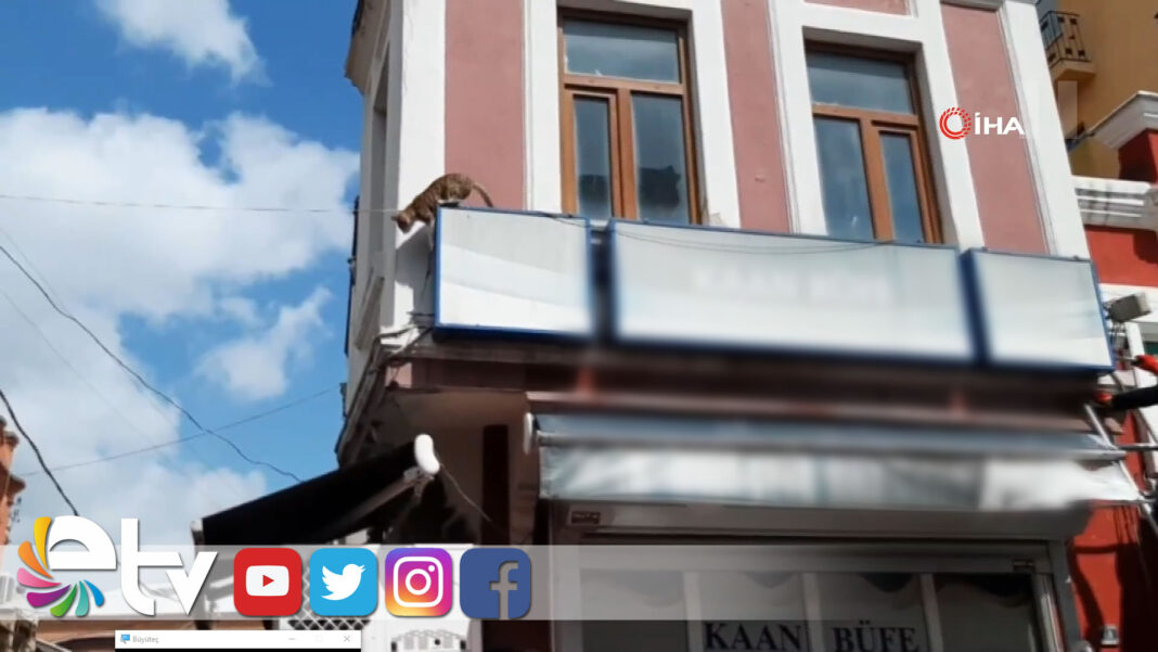 MAHSUR KALAN KEDİYİ KURTARMAK İÇİN SEFERBER OLDULAR