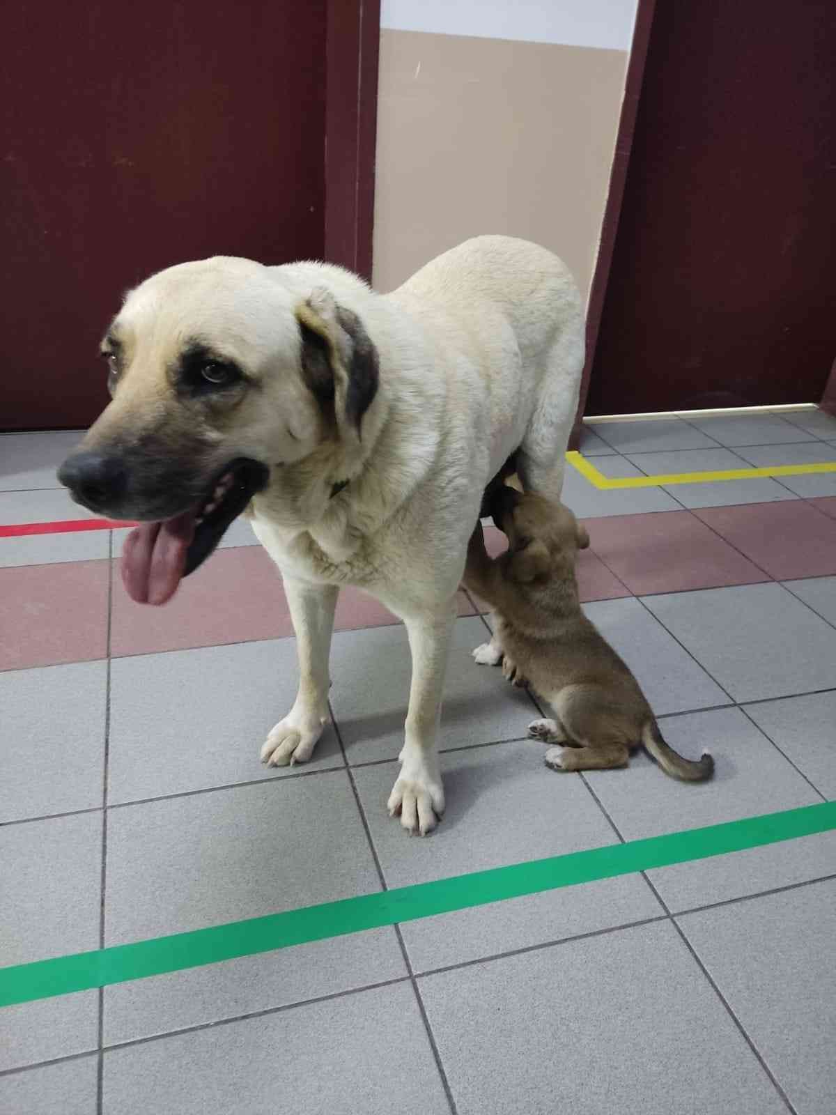 Geçtiğimiz günlerde hastalığı sebebiyle çevredekiler tarafından Uludağ Üniversitesinin hayvan hastanesine getirilen yavru köpeğinin peşini ...