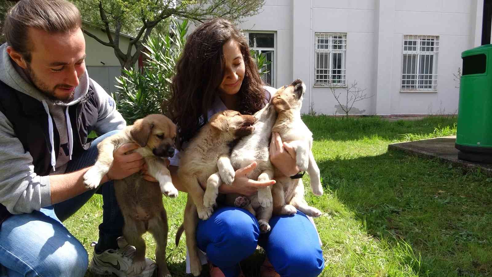 Geçtiğimiz günlerde hastalığı sebebiyle çevredekiler tarafından Uludağ Üniversitesinin hayvan hastanesine getirilen yavru köpeğinin peşini ...