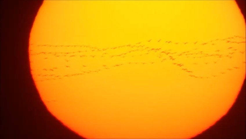 Binlerce ak pelikan Bursa semalarında görsel şölen oluşturdu Bursa semalarında son iki gündür binlerce ak pelikanın göç yolculuğu vatandaşların kamerasına yansıdı. Afrika’dan her yıl yola çıkan ak ...