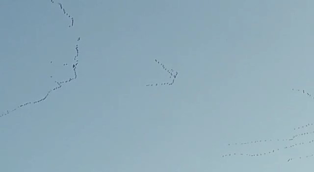 Binlerce ak pelikan Bursa semalarında görsel şölen oluşturdu Bursa semalarında son iki gündür binlerce ak pelikanın göç yolculuğu vatandaşların kamerasına yansıdı. Afrika’dan her yıl yola çıkan ak ...