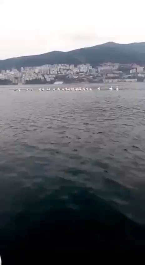 Bursa’da pelikan sürüsü kameralara yansıdı Gemlik’te sabah balığa çıkan Serdar Döner ve Adnan Balı pelikan sürüsüne denk geldi. İki balıkçı o anları cep telefonuyla kayıt altına aldı. Bir ...
