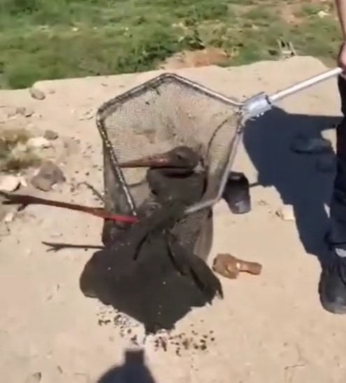 Kocaeli’nin İzmit ilçesinde derede çamura saplanan leylek için itfaiye ekipleri seferber oldu. Ekipler, leyleği mahsur kaldığı yerden kurtararak ...