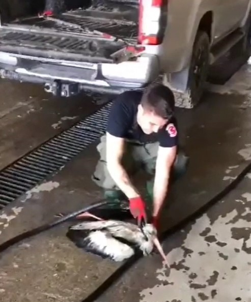Kocaeli’nin İzmit ilçesinde derede çamura saplanan leylek için itfaiye ekipleri seferber oldu. Ekipler, leyleği mahsur kaldığı yerden kurtararak ...
