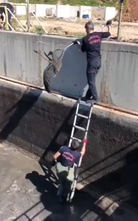 Kocaeli’nin İzmit ilçesinde derede çamura saplanan leylek için itfaiye ekipleri seferber oldu. Ekipler, leyleği mahsur kaldığı yerden kurtararak ...