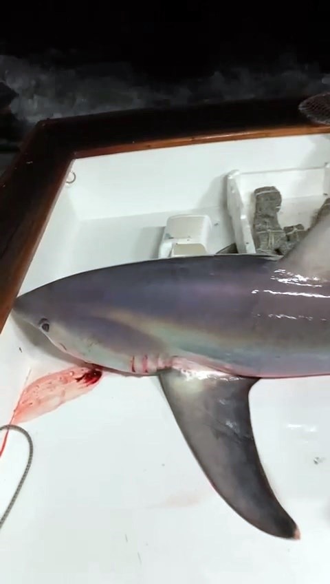 Çanakkale Boğazı açıklarında balık avına çıkan 2 kişi, 3,5 metre boylarında yaklaşık 300 kilogram ağırlığında köpek balığı yakaladı. Yaklaşık 1 ...