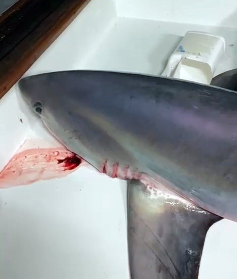 Çanakkale Boğazı açıklarında balık avına çıkan 2 kişi, 3,5 metre boylarında yaklaşık 300 kilogram ağırlığında köpek balığı yakaladı. Yaklaşık 1 ...