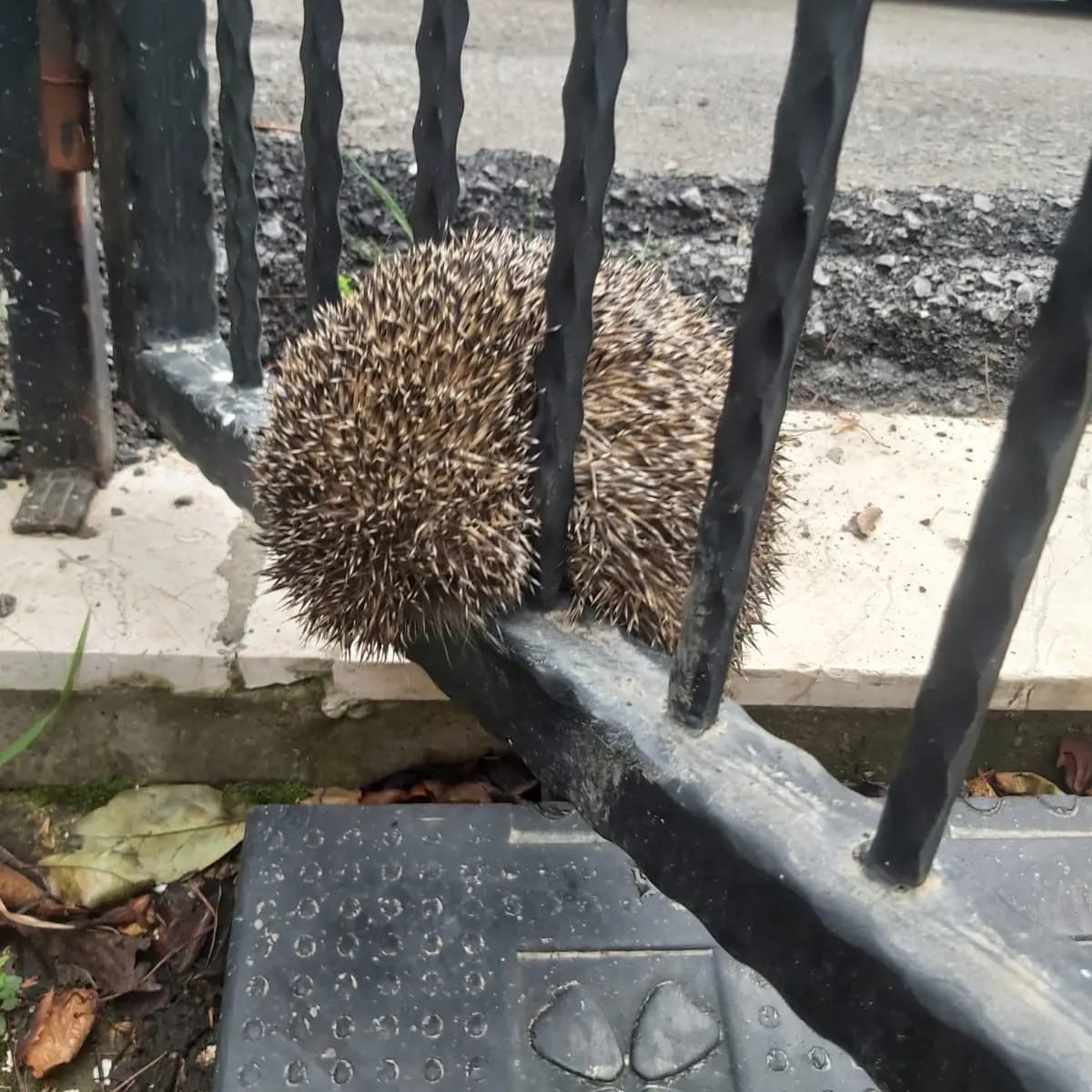 Demir parmaklıklara sıkışan kirpi böyle kurtarıldı Yalova’nın Çiftlikköy ilçesinde demir parmaklıklara sıkışan kirpi itfaiyenin operasyonuyla kurtarıldı. Çiftlikköy Belediyesi İtfaiye Müdürlüğü ...