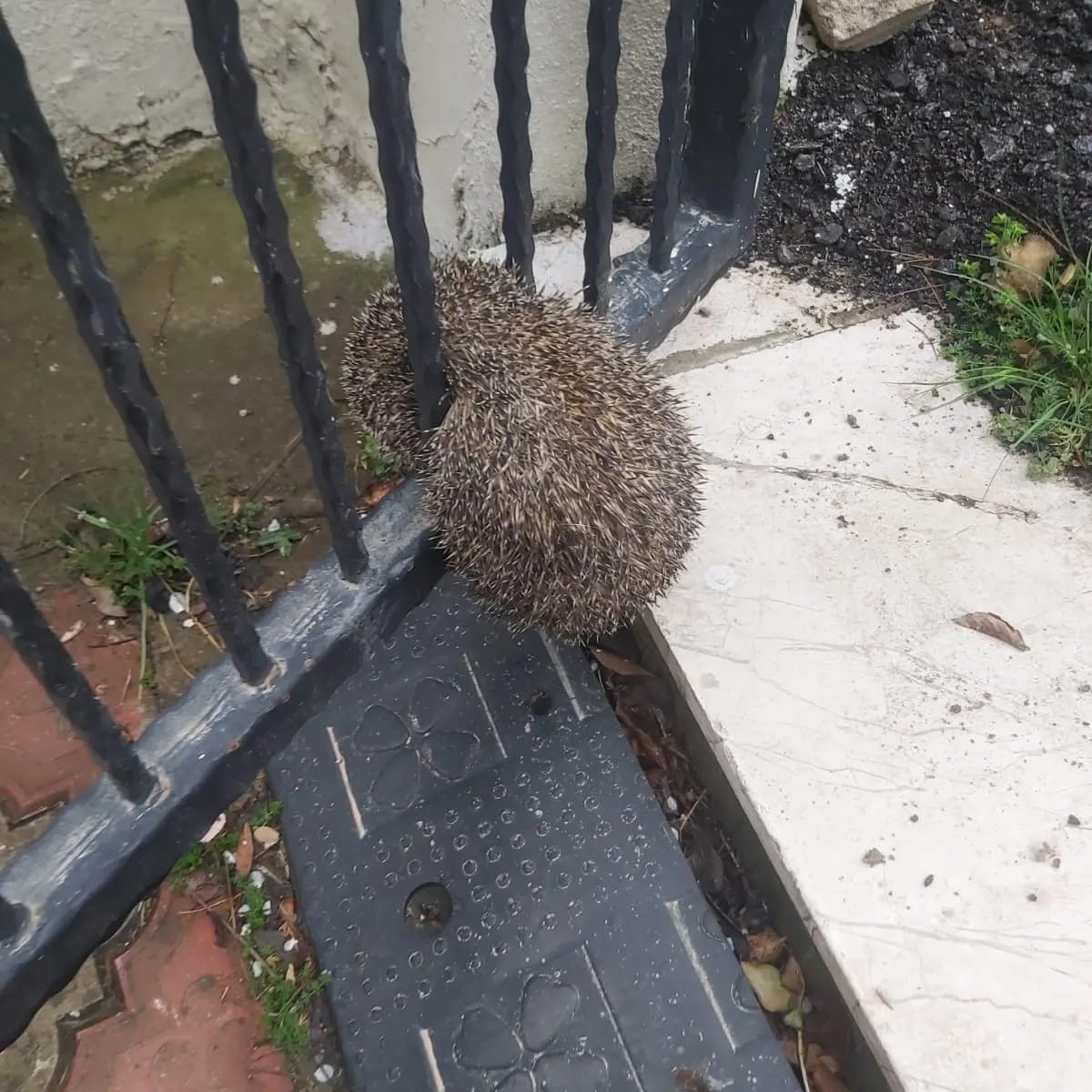 Demir parmaklıklara sıkışan kirpi böyle kurtarıldı Yalova’nın Çiftlikköy ilçesinde demir parmaklıklara sıkışan kirpi itfaiyenin operasyonuyla kurtarıldı. Çiftlikköy Belediyesi İtfaiye Müdürlüğü ...