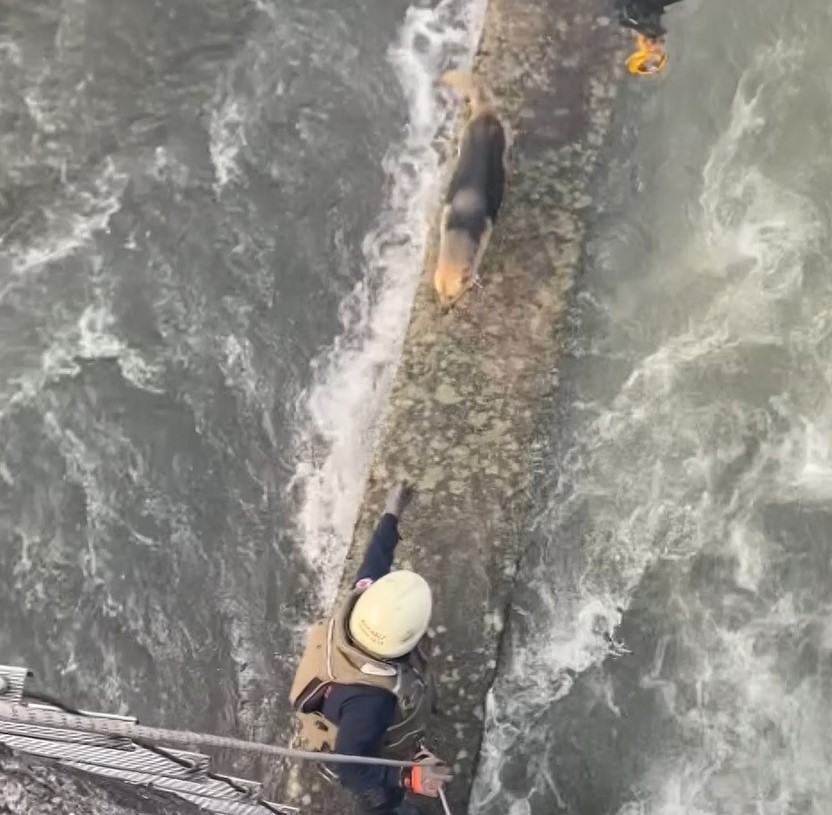 Derede mahsur kalan köpeğe nefes kesen kurtarma operasyonu Kocaeli’nin Başiskele ilçesinde köpek derede mahsur kaldı. Bölgeye vinç çağıran itfaiye ekipleri, nefes kesen operasyon ile köpeği kurtardı ...