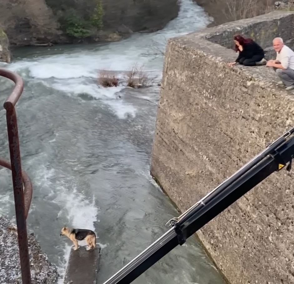 Derede mahsur kalan köpeğe nefes kesen kurtarma operasyonu Kocaeli’nin Başiskele ilçesinde köpek derede mahsur kaldı. Bölgeye vinç çağıran itfaiye ekipleri, nefes kesen operasyon ile köpeği kurtardı ...