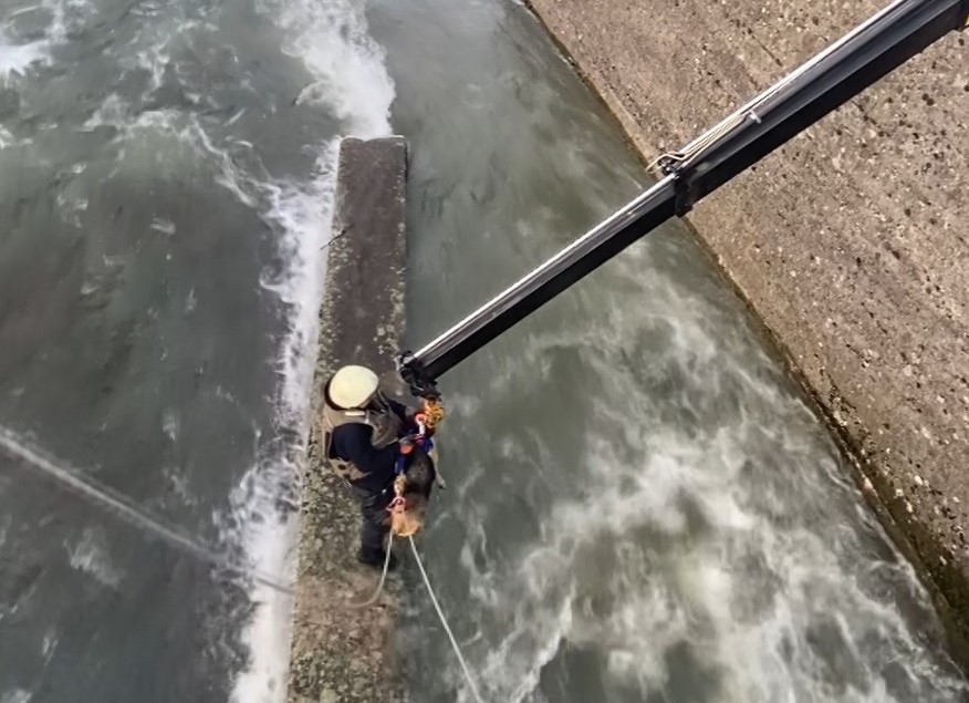 Derede mahsur kalan köpeğe nefes kesen kurtarma operasyonu Kocaeli’nin Başiskele ilçesinde köpek derede mahsur kaldı. Bölgeye vinç çağıran itfaiye ekipleri, nefes kesen operasyon ile köpeği kurtardı ...