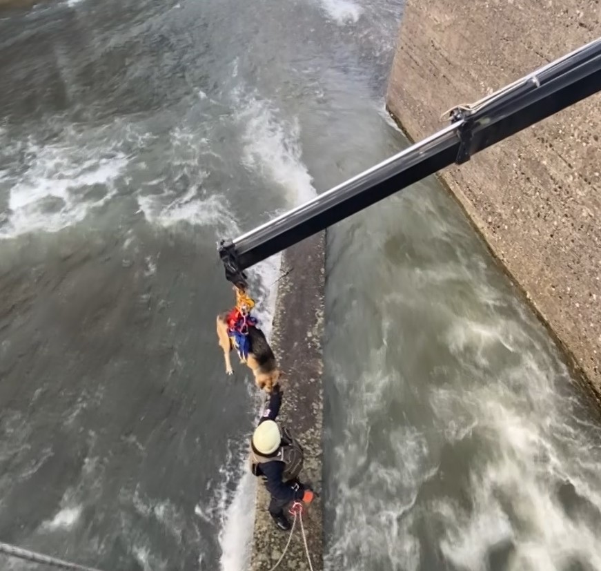 Derede mahsur kalan köpeğe nefes kesen kurtarma operasyonu Kocaeli’nin Başiskele ilçesinde köpek derede mahsur kaldı. Bölgeye vinç çağıran itfaiye ekipleri, nefes kesen operasyon ile köpeği kurtardı ...