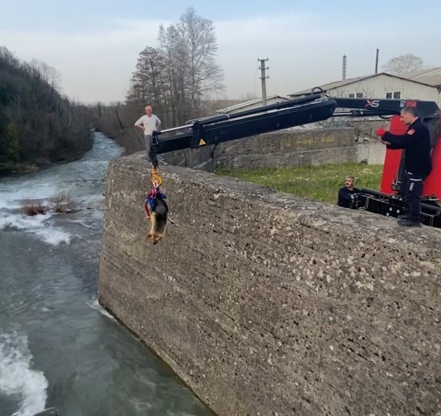 Derede mahsur kalan köpeğe nefes kesen kurtarma operasyonu Kocaeli’nin Başiskele ilçesinde köpek derede mahsur kaldı. Bölgeye vinç çağıran itfaiye ekipleri, nefes kesen operasyon ile köpeği kurtardı ...
