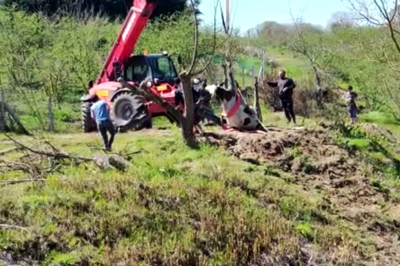 Dereye düşen büyükbaş hayvanı böyle kurtardılar Sakarya’nın Karasu ilçesinde yol kenarında otladığı esnada dere yatağına düşen büyükbaş hayvan, itfaiye ekiplerinin uzun uğraşları neticesinde ...