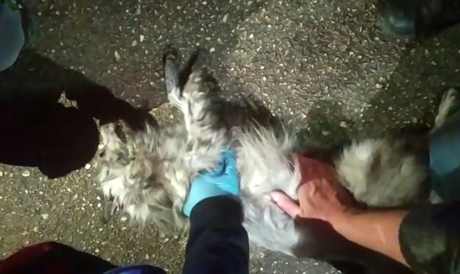 Galericiler Sitesinde çıkan yangından kurtarılan köpeğe dakikalarca kalp masajı yaptılar Bursa’nın İnegöl ilçesinde faaliyet gösteren oto galericiler sitesinde yangın çıktı. Yangında bir köpek dumandan zehirlenerek öldü. Yangın, saat ...