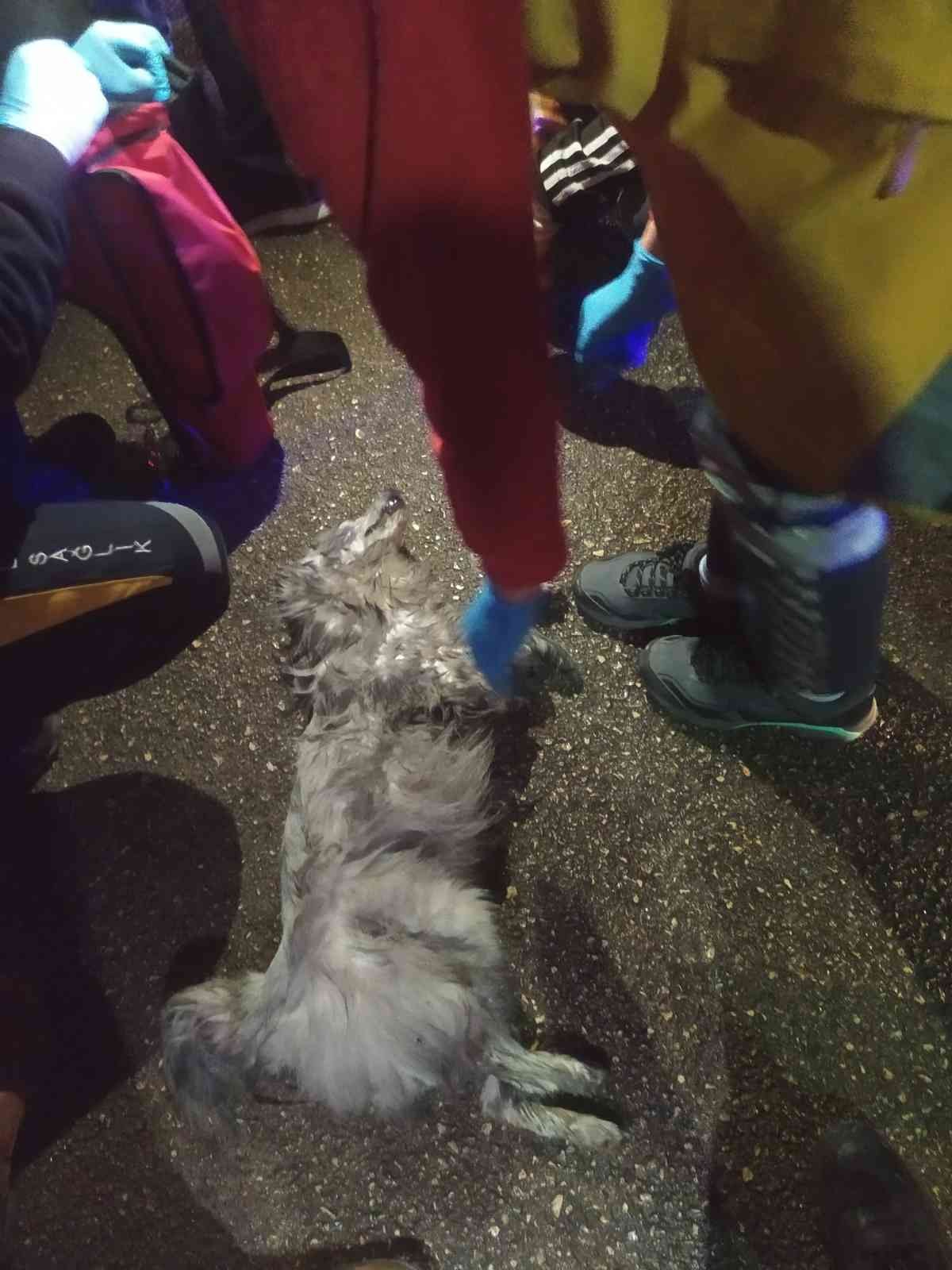 Galericiler Sitesinde çıkan yangından kurtarılan köpeğe dakikalarca kalp masajı yaptılar Bursa’nın İnegöl ilçesinde faaliyet gösteren oto galericiler sitesinde yangın çıktı. Yangında bir köpek dumandan zehirlenerek öldü. Yangın, saat ...