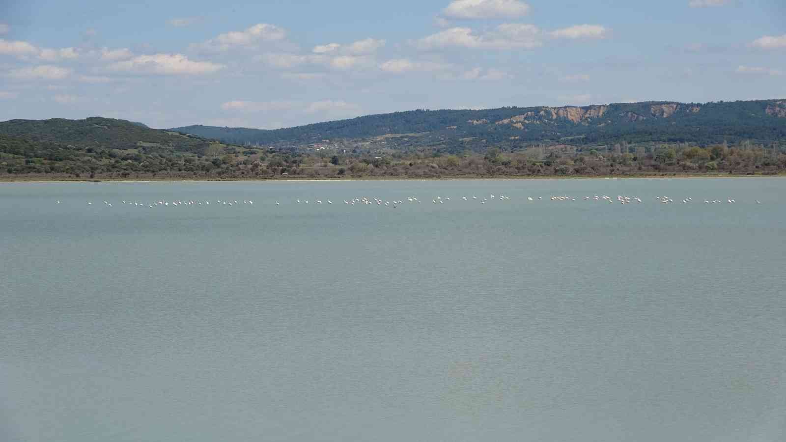 Göç eden flamingolar Çanakkale Tarihi Alanda durakladı Çanakkale Savaşları’nın yaşandığı Tarihi Gelibolu Yarımadası’ndaki Büyük Anafarta köyü yakınlarında bulunan Suvla Gölü, göçmen kuşların en ...