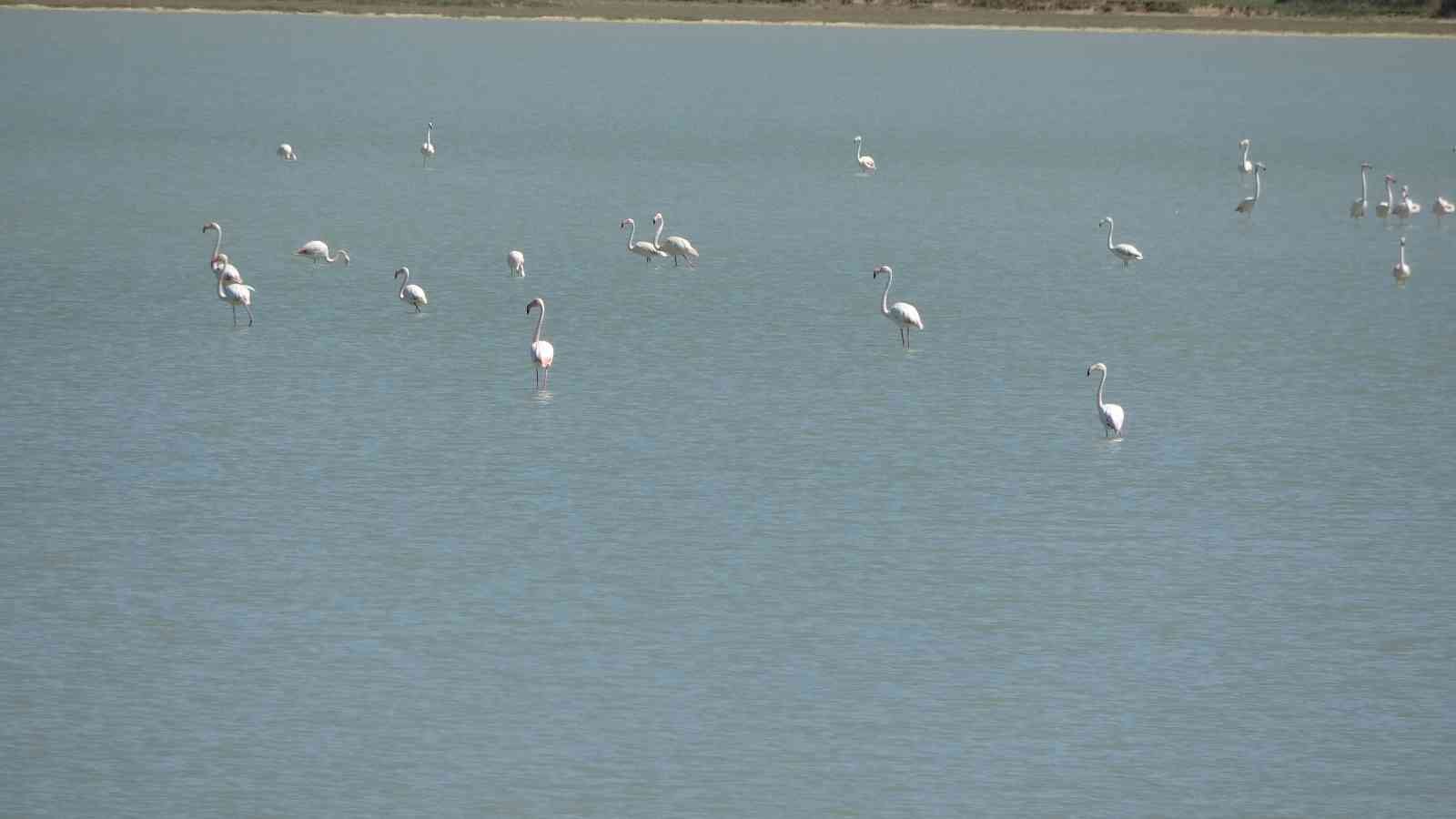 Göç eden flamingolar Çanakkale Tarihi Alanda durakladı Çanakkale Savaşları’nın yaşandığı Tarihi Gelibolu Yarımadası’ndaki Büyük Anafarta köyü yakınlarında bulunan Suvla Gölü, göçmen kuşların en ...