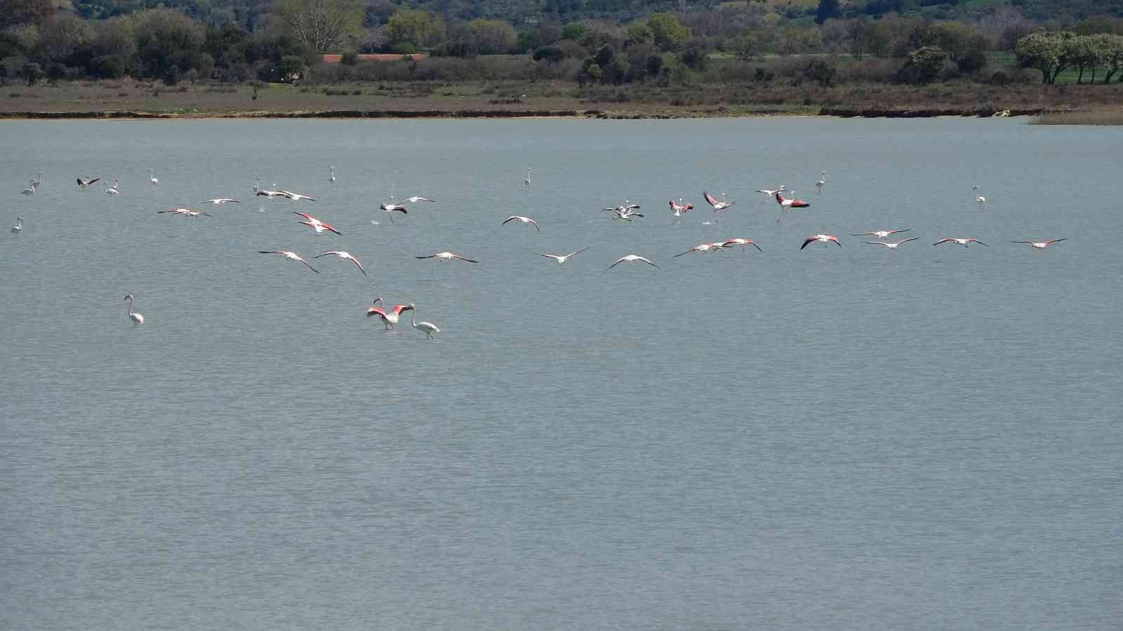 Göç eden flamingolar Çanakkale Tarihi Alanda durakladı Çanakkale Savaşları’nın yaşandığı Tarihi Gelibolu Yarımadası’ndaki Büyük Anafarta köyü yakınlarında bulunan Suvla Gölü, göçmen kuşların en ...