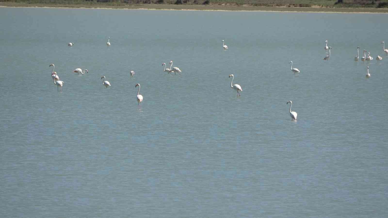Göç eden flamingolar Çanakkale Tarihi Alanda durakladı Çanakkale Savaşları’nın yaşandığı Tarihi Gelibolu Yarımadası’ndaki Büyük Anafarta köyü yakınlarında bulunan Suvla Gölü, göçmen kuşların en ...
