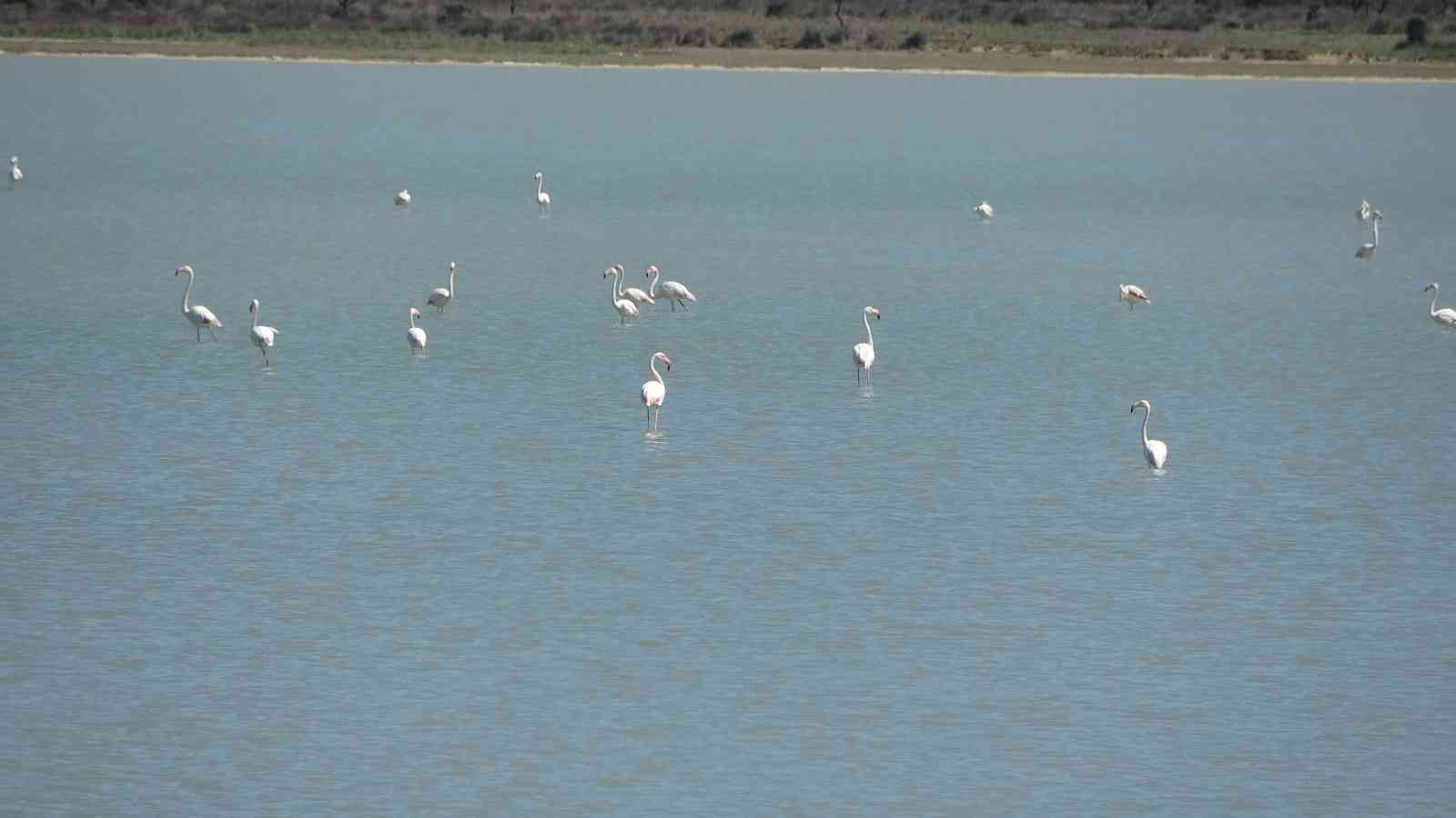 Göç eden flamingolar Çanakkale Tarihi Alanda durakladı Çanakkale Savaşları’nın yaşandığı Tarihi Gelibolu Yarımadası’ndaki Büyük Anafarta köyü yakınlarında bulunan Suvla Gölü, göçmen kuşların en ...