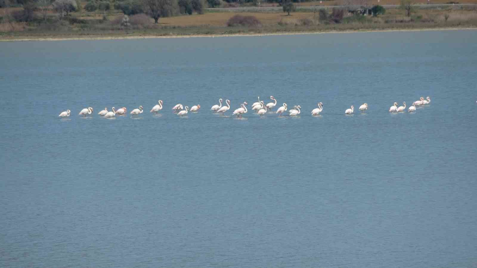 Göç eden flamingolar Çanakkale Tarihi Alanda durakladı Çanakkale Savaşları’nın yaşandığı Tarihi Gelibolu Yarımadası’ndaki Büyük Anafarta köyü yakınlarında bulunan Suvla Gölü, göçmen kuşların en ...