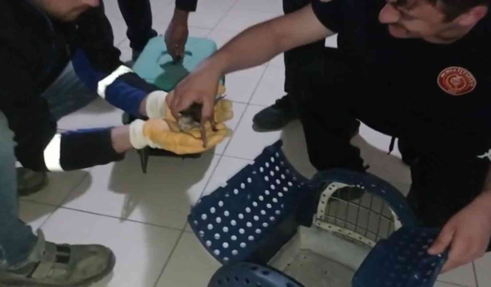 İtfaiye ekipleri kurtardıkları 3 yavru kediyi elleriyle besledi Bursa’nın İnegöl ilçesinde itfaiye ekipleri, otomobilin motor kısmından kurtardıkları 3 yavru kediyi elleriyle besledi. Olay, Süleymaniye ...