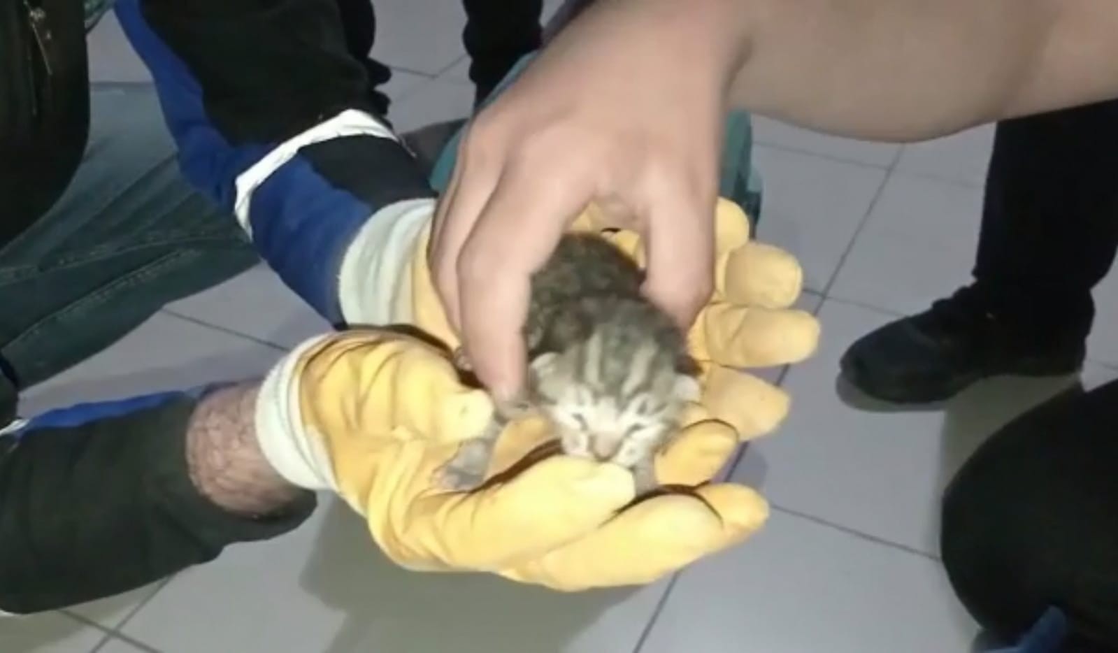Bursa’nın İnegöl ilçesinde itfaiye ekipleri, otomobilin motor kısmından kurtardıkları 3 yavru kediyi elleriyle besledi. Olay, Süleymaniye ...