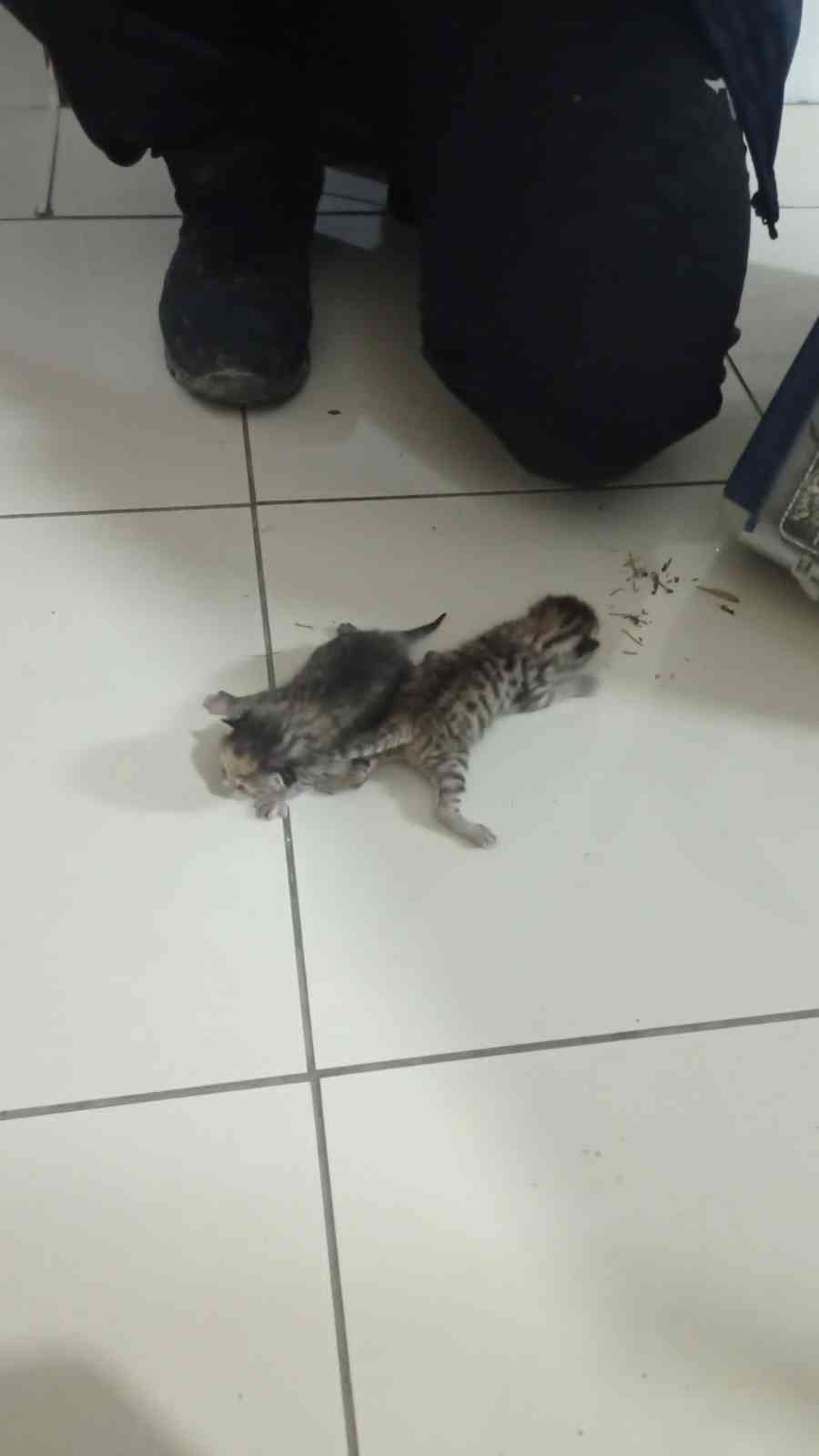 İtfaiye ekipleri kurtardıkları 3 yavru kediyi elleriyle besledi Bursa’nın İnegöl ilçesinde itfaiye ekipleri, otomobilin motor kısmından kurtardıkları 3 yavru kediyi elleriyle besledi. Olay, Süleymaniye ...