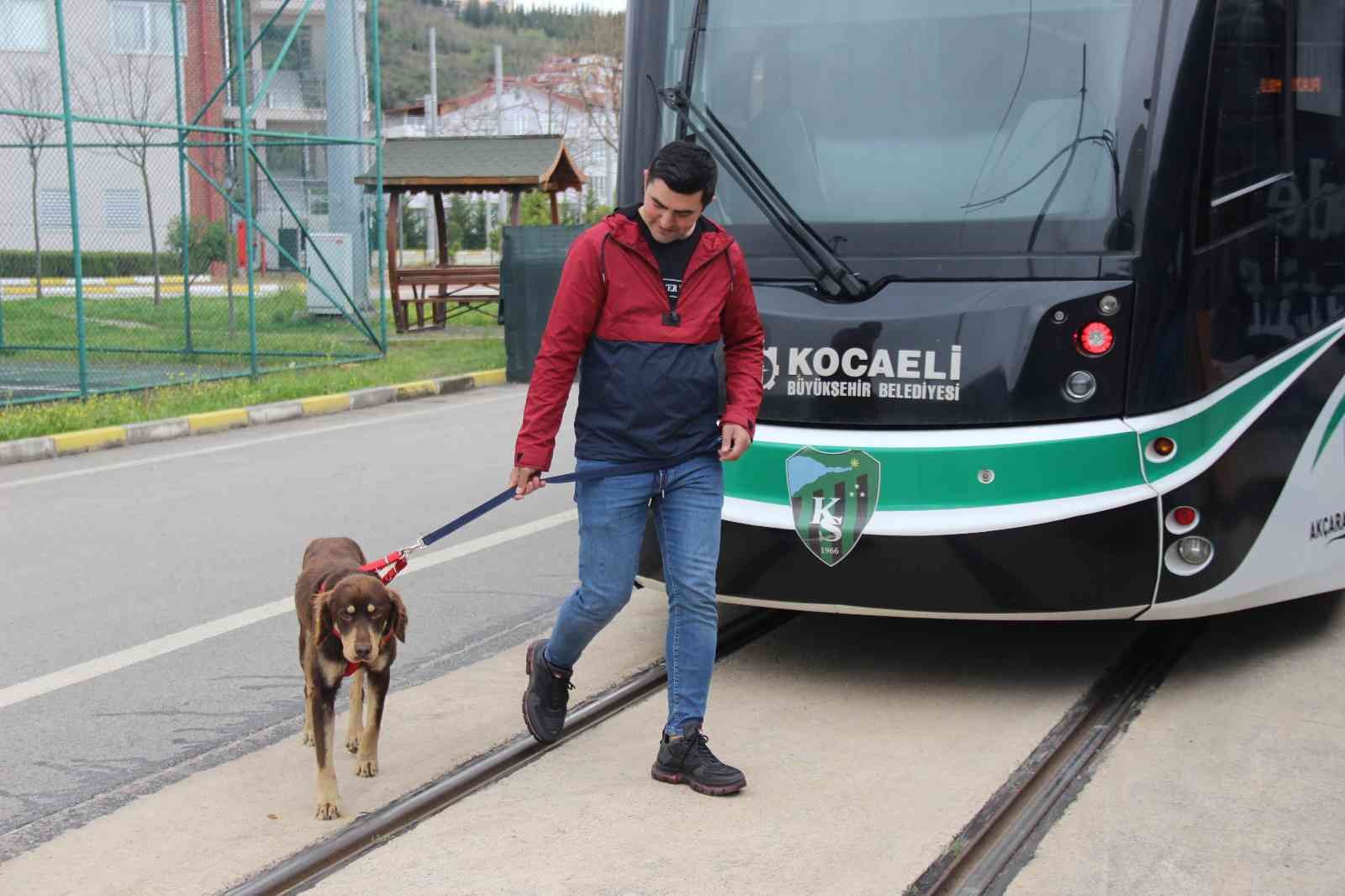Kocaeli’de kaçak olarak bindiği tramvayda şehri gezen, yolcuların maskotu olan köpeğe Ulaşım Park personeli sahip çıktı. Artık belediyenin ...