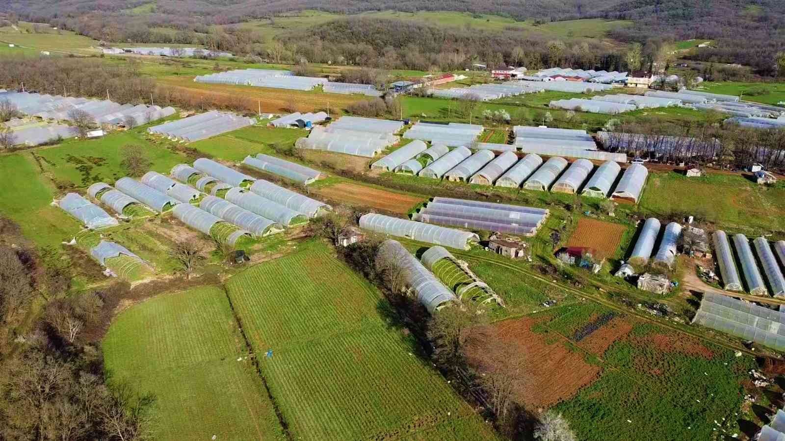 Karı-koca serada yıllardır beraber kazma sallıyor Kocaeli’nin Gebze ilçesinde yıllardır seracılık işi yapan bir aile, emek verip ürettikleri ürünlerin kendilerinden cüzi bir miktara satın ...