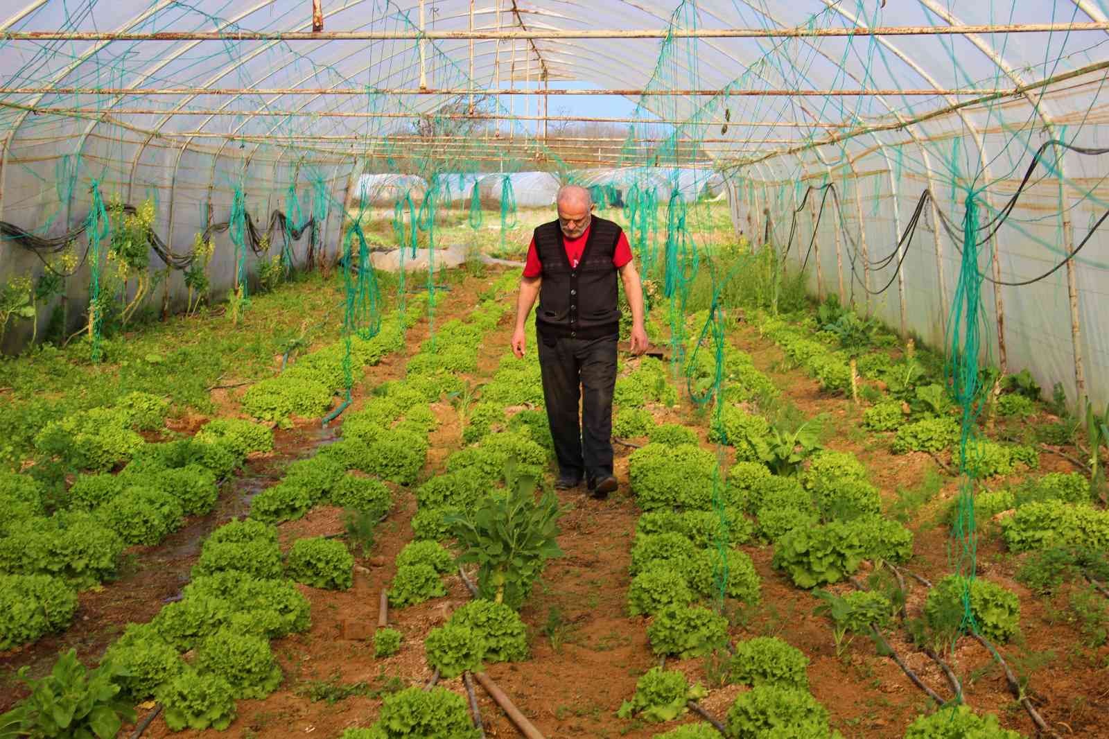 Karı-koca serada yıllardır beraber kazma sallıyor Kocaeli’nin Gebze ilçesinde yıllardır seracılık işi yapan bir aile, emek verip ürettikleri ürünlerin kendilerinden cüzi bir miktara satın ...