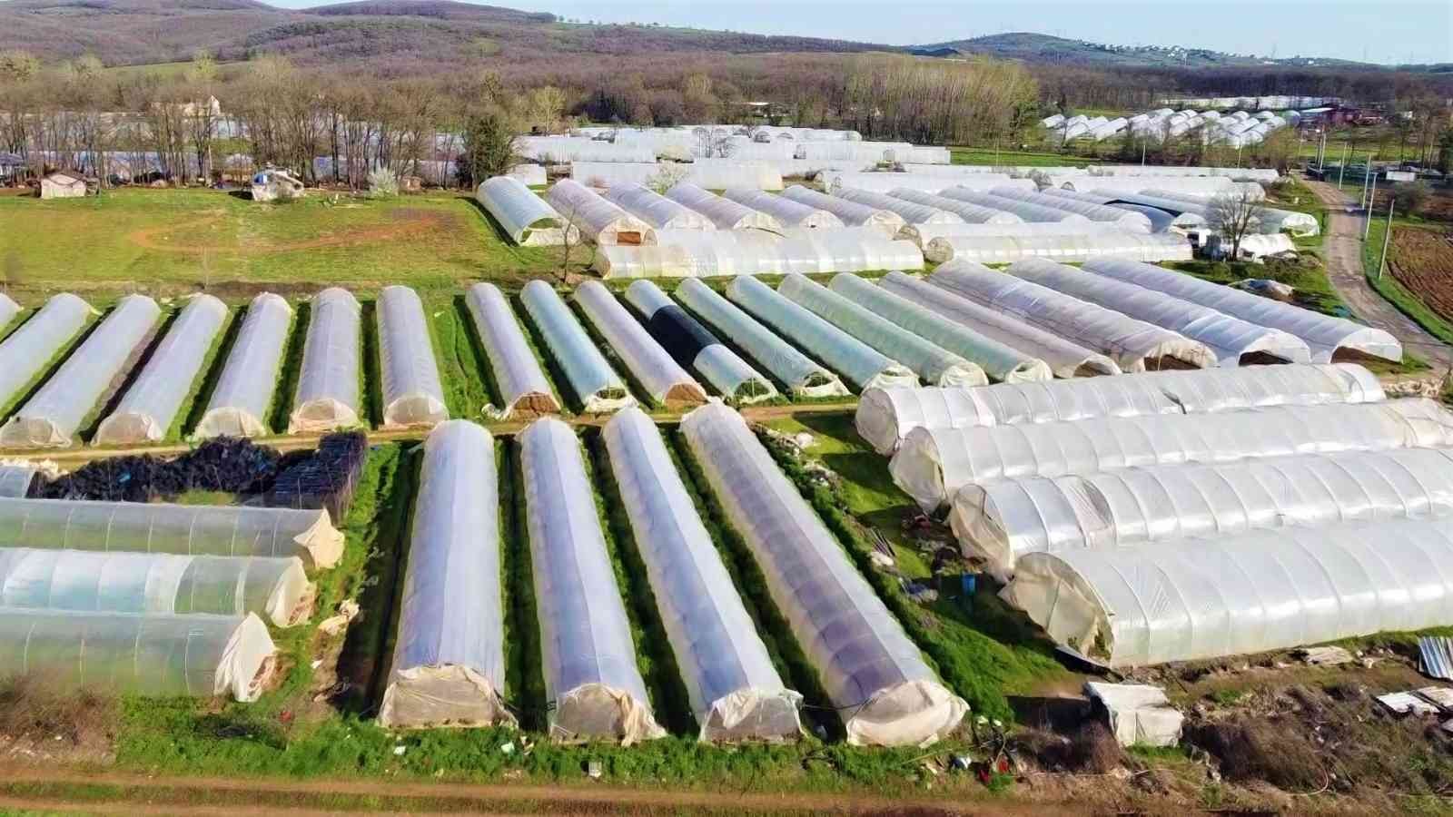 Karı-koca serada yıllardır beraber kazma sallıyor Kocaeli’nin Gebze ilçesinde yıllardır seracılık işi yapan bir aile, emek verip ürettikleri ürünlerin kendilerinden cüzi bir miktara satın ...