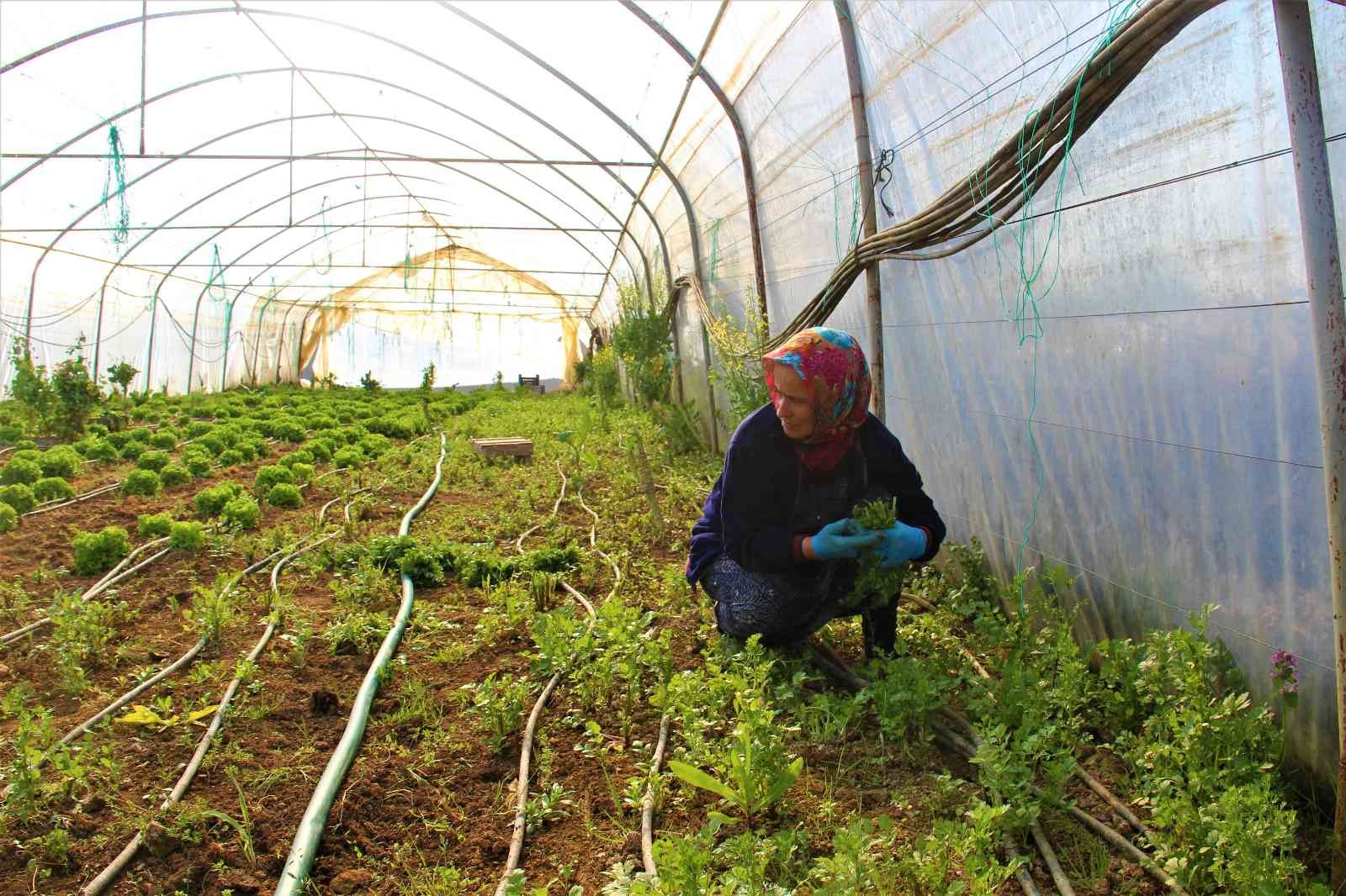 Karı-koca serada yıllardır beraber kazma sallıyor Kocaeli’nin Gebze ilçesinde yıllardır seracılık işi yapan bir aile, emek verip ürettikleri ürünlerin kendilerinden cüzi bir miktara satın ...